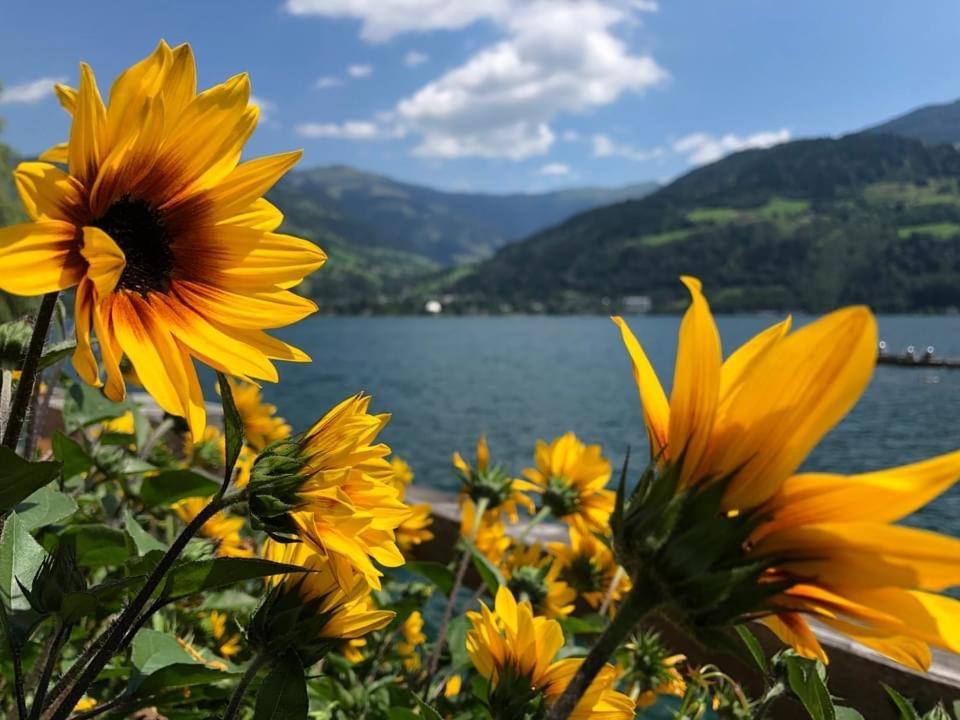 Alpen Appartements Viehhofen - Incl Sommercard Zell Am See Вихофен Екстериор снимка